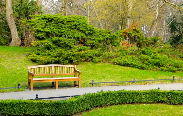 Green, park, bench
