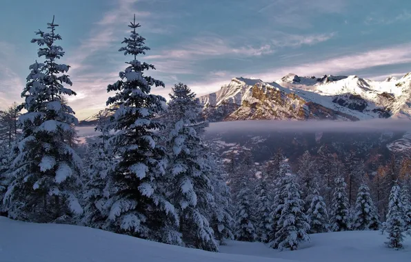 Зима, снег, деревья, горы, Франция, ели, Альпы, France