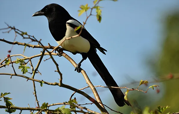 Картинка ветки, птица, клюв, хвост, сорока
