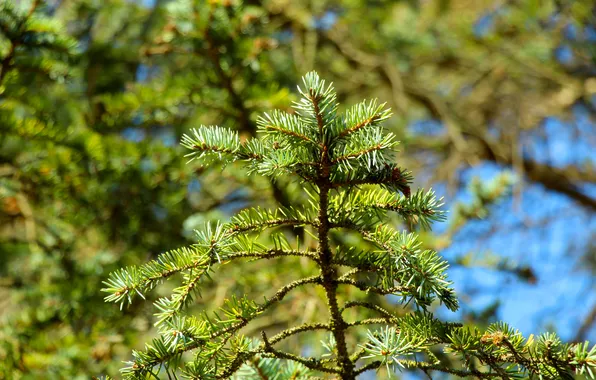 Green, plant, spruce, twig
