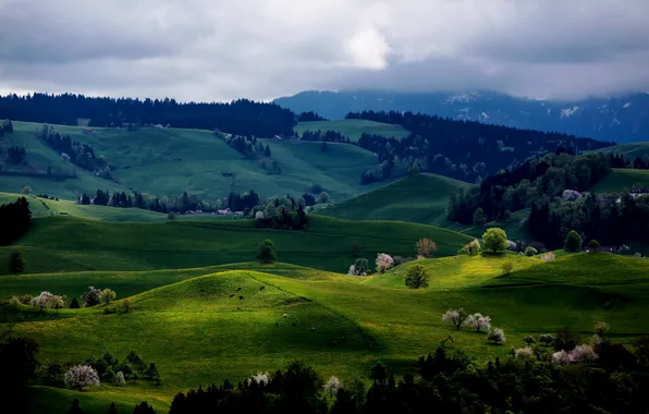 Картинка лес, деревья, холмы, весна, цветение