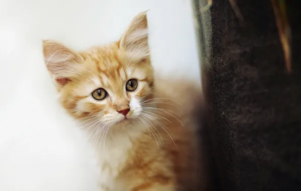 Кошка, взгляд, фон