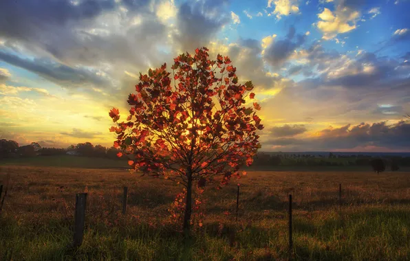 Картинка осень, закат, дерево
