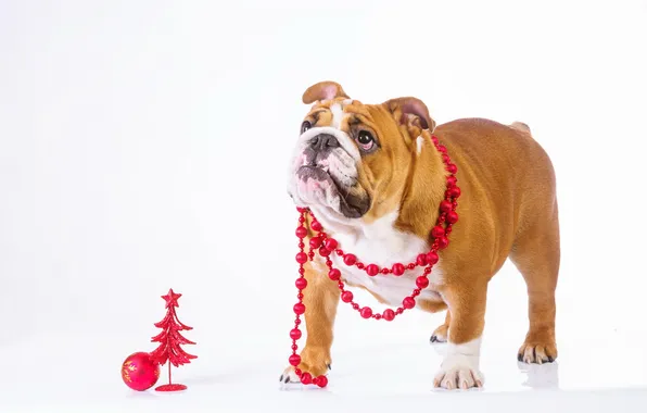 Взгляд, друг, собака