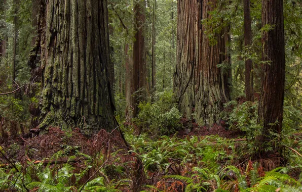 Картинка лес, деревья, природа, USA, США, Северная Калифорния, Northern California, национальный парк Редвуд