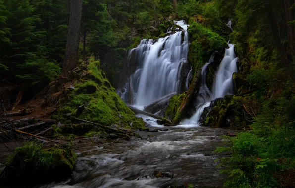 Лес, заросли, водопад, полумрак, брёвна