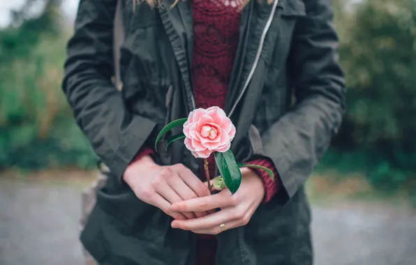 Цветок, руки, розовые лепестки