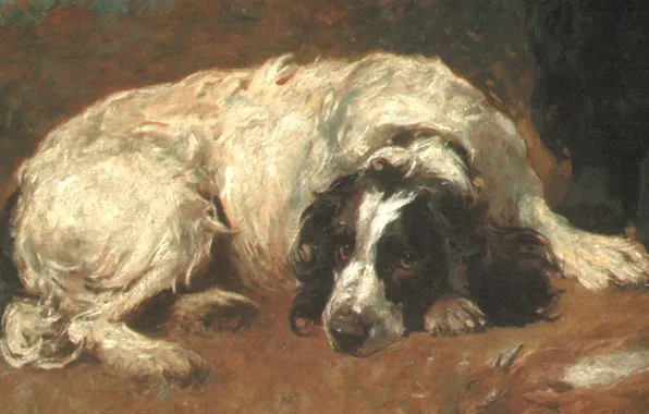 Картинка собака, лежит, EMMS2, french spaniel