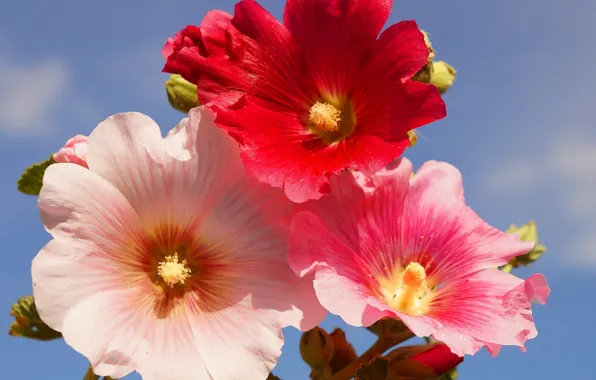 Flower, garden, color, blooming, hollyhocks