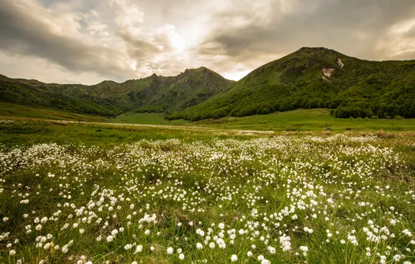 Поле, горы, холмы, луг, хлопчатник