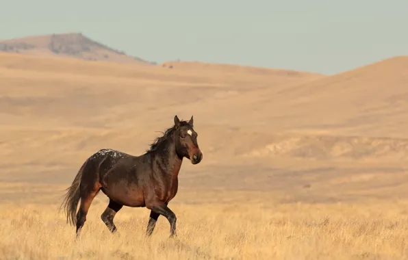 Картинка hills, horse, wildlife