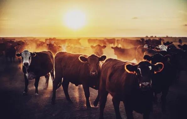 Картинка рассвет, коровы, стадо, бычки, телята