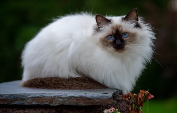 Кошка, кот, взгляд, камни, фон, голубые глаза, мордашка, сидит