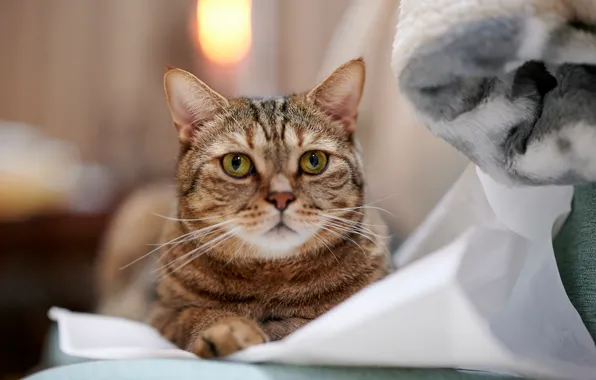 Кошка, кот, взгляд, морда, серый, диван, лежит, одеяло