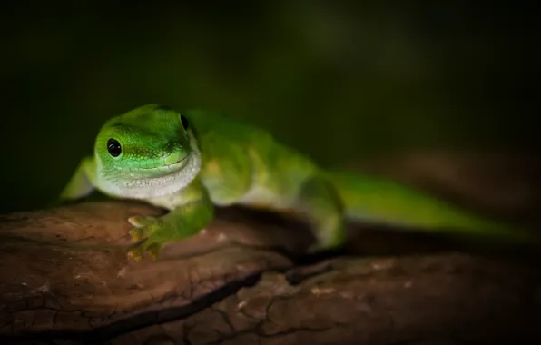 Картинка макро, зеленый, дерево, ящерица, Madagascar day gecko, геккон дневной мадагаскарский