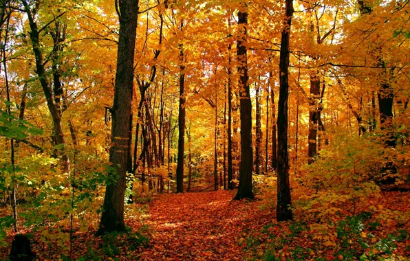 Осень, лес, листья, деревья, желтые, тропинка