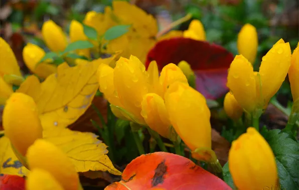 Крокусы, Crocuses, Yellow flowers
