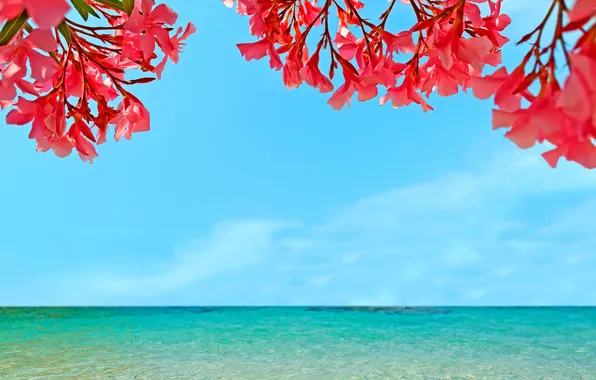 Море, небо, пейзаж, цветы