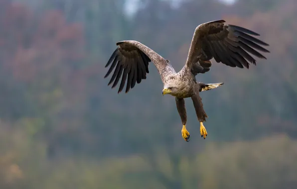 Картинка flight, eagle, feathers