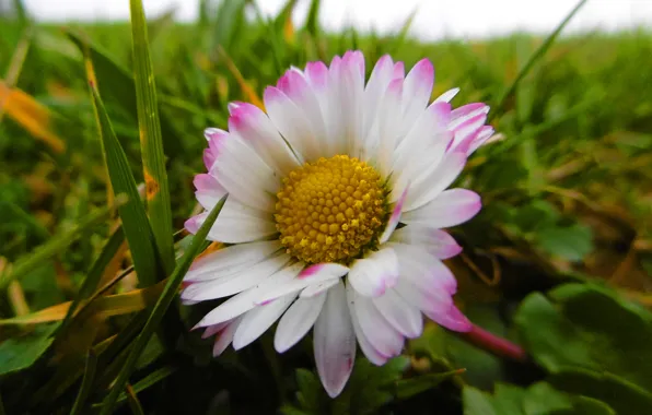 Картинка цветок, трава, макро, ромашка, grass, Flowers, macro, beauty