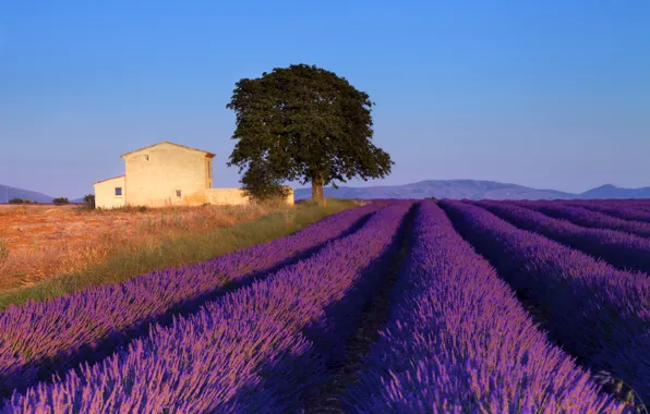 Картинка поле, небо, дерево, голубое, Франция, домик, лаванда