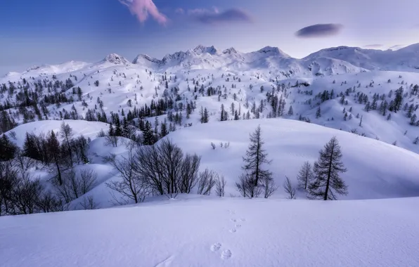 Зима, снег, деревья, горы, следы, плато, Словения, Slovenia