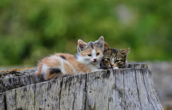 Кошки, пень, пара, котята, малыши, парочка, два, два котенка