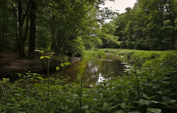 Картинка лес, Германия, речка, Саксония