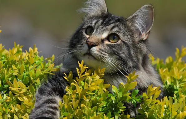 Картинка кошка, взгляд, мордочка, лапка, Норвежская лесная кошка