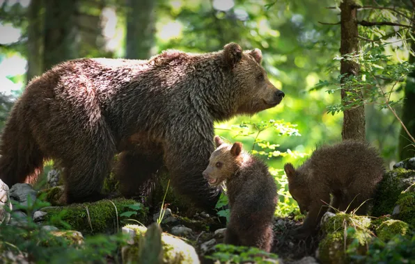 Картинка лес, медведи, медвежата, медведица, два медвежонка, Александр Перов