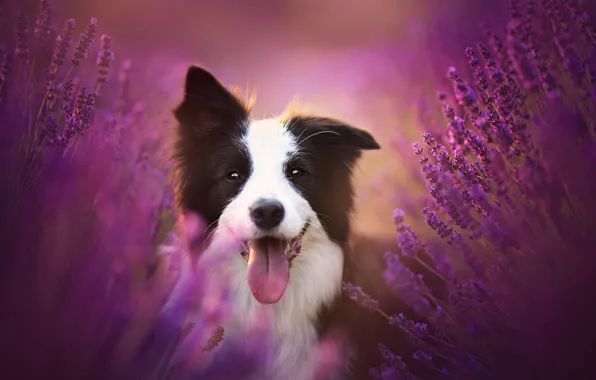 Картинка язык, радость, цветы, настроение, собака, лаванда, Бордер-колли