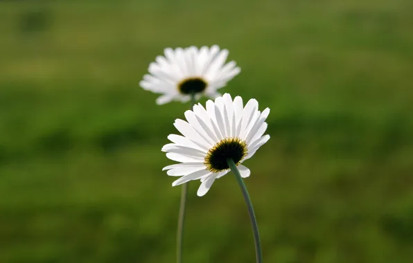 Белый, цветок, макро, ромашка