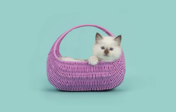 Кошка, белый, взгляд, поза, котенок, лежит, сумка, мордашка