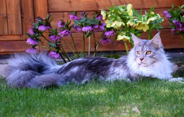 Кошка, трава, кот, взгляд, морда, цветы, природа, поза