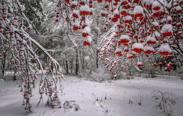 Картинка зима, лес, снег, деревья, ветки, ягоды, Россия, рябина