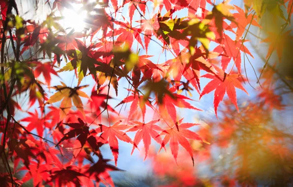 Осень, листья, дерево, красные, клен, крона