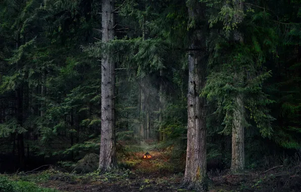 Картинка лес, деревья, природа, костер