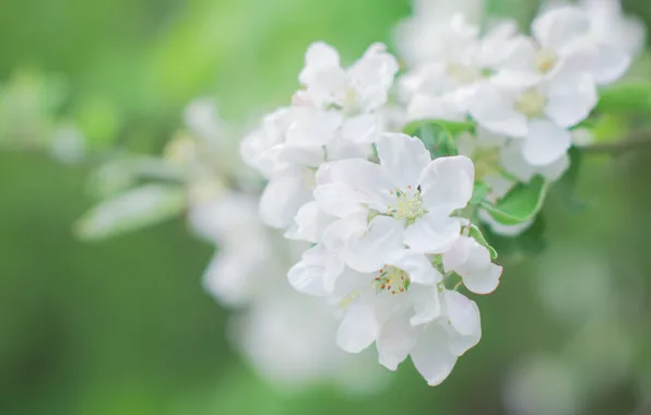 Цветы, нежность, ветка, весна, белые, яблоня, цветение, зеленый фон