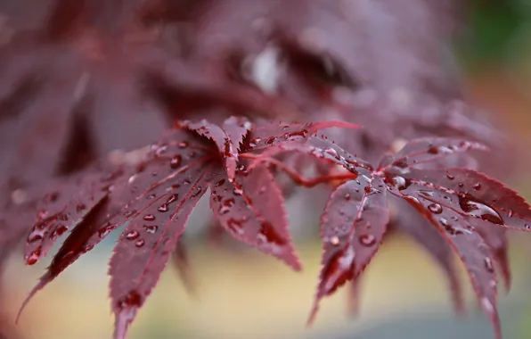 Листья, капли, роса, ветка, после дождя, красные, боке, японский клен