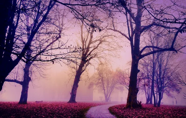 Картинка осень, город, туман, порк