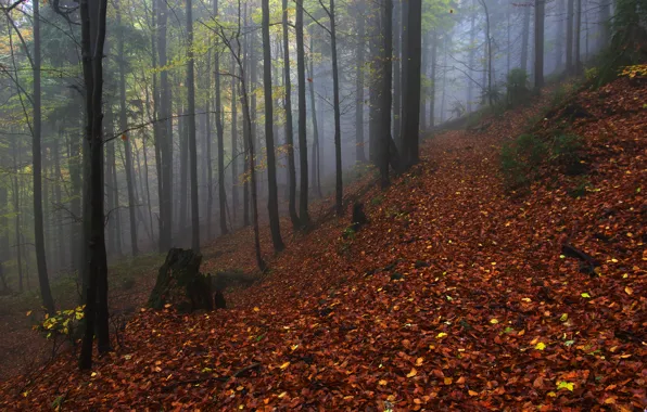 Картинка осень, лес, деревья, природа, туман, Чехия, Czech Republic, Moravskoslezský kraj