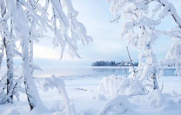 Картинка зима, снег, деревья, ветки, озеро, Канада, Canada, Northwest Territories