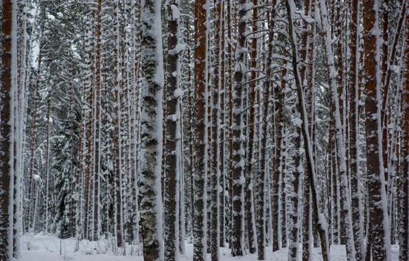 Картинка зима, лес, снег, сосны