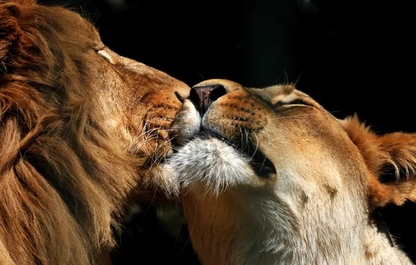 Картинка лев, пара, львица