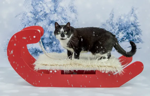 Картинка зима, кошка, кот, взгляд, снег, красный, фон, черный