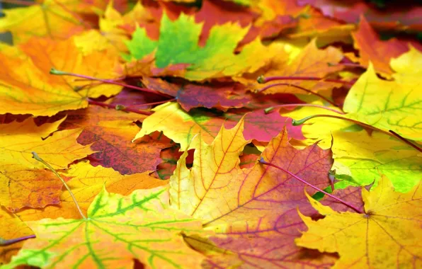 Осень, листья, фон, colorful, клен, background, autumn, leaves