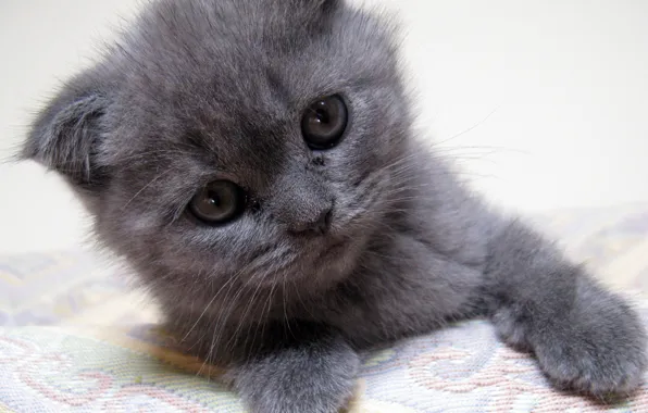 Kitten, серый котенок, gray kitten