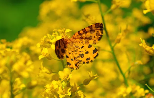 Картинка Цветы, Весна, Бабочка, Flowers, Spring, Butterfly