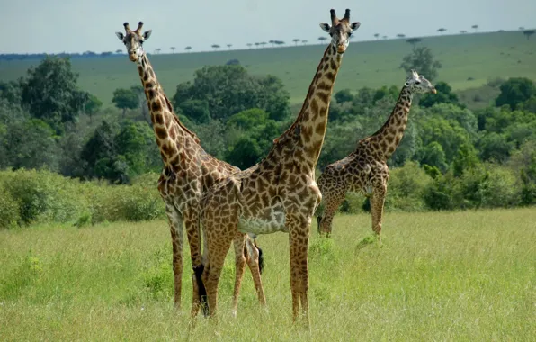 Животные, пара, жирафы