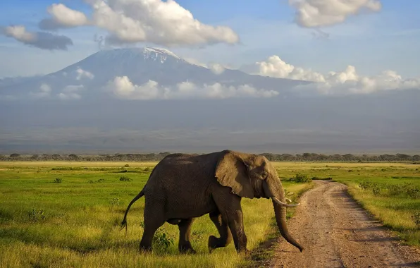 Картинка слон, гора, саванна, Африка, Килиманджаро, Амбосели, Кения
